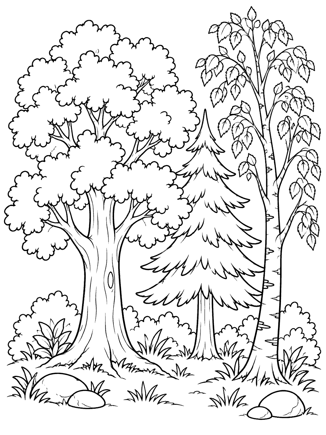 Black-and-white coloring page with a broad rounded oak, a triangular pine, and a slender leafy birch, with grasses and rocks around their trunks.