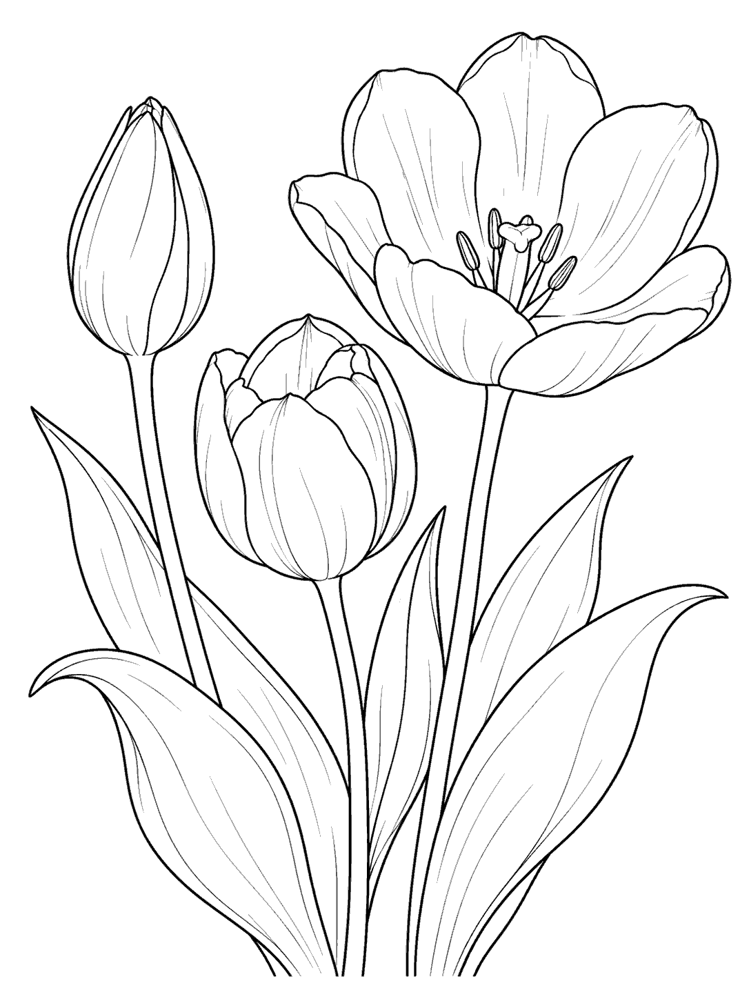 Black-and-white tulip coloring page with a closed bud, a partly open flower, and a fully open tulip with broad leaves.