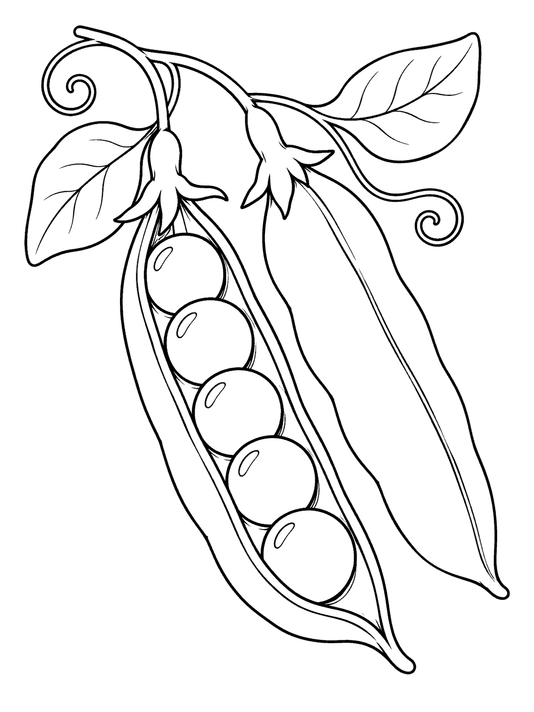 Open pea pod with five peas and a closed pod coloring page