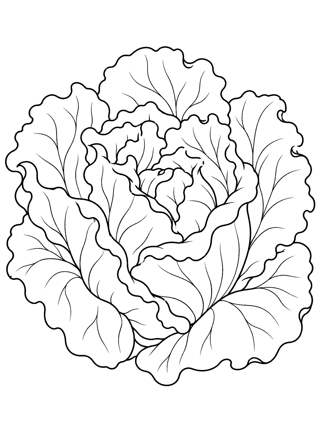 Leaf lettuce head coloring page