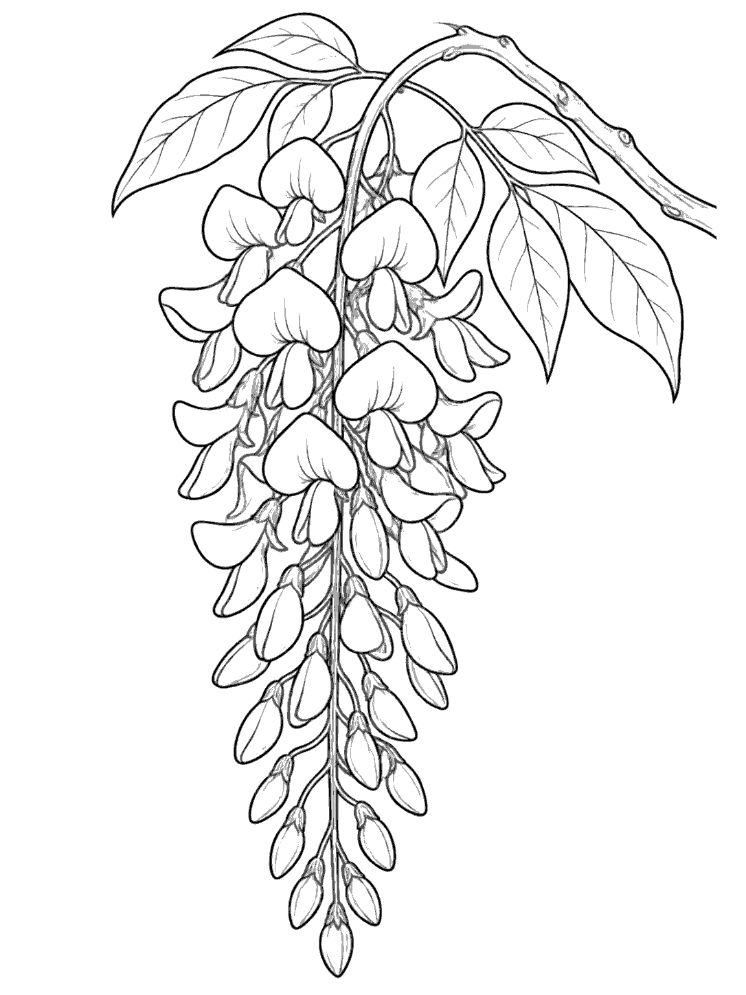 Wisteria flower cluster coloring page
