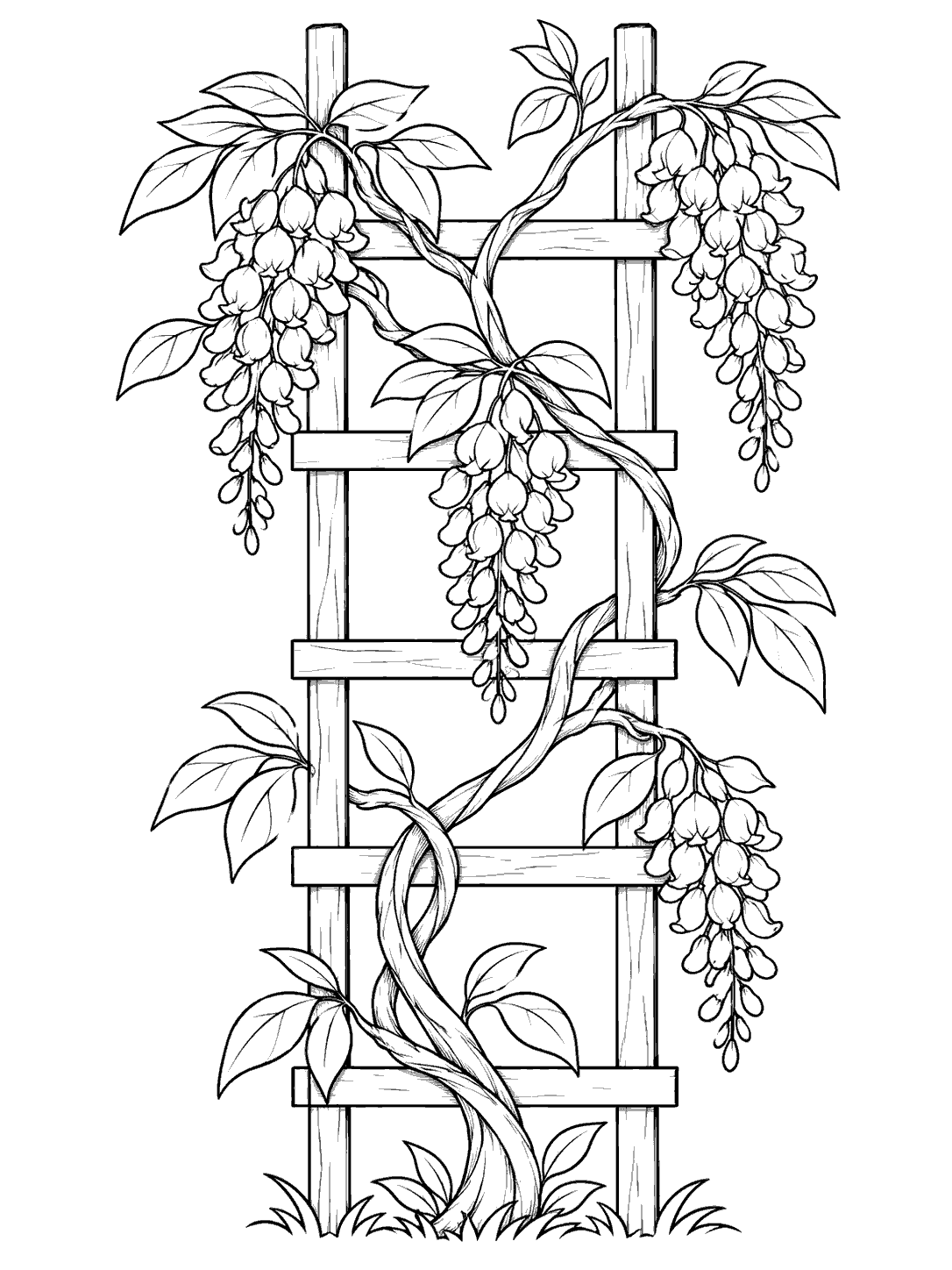 Black-and-white wisteria vine winding around a wooden trellis coloring page