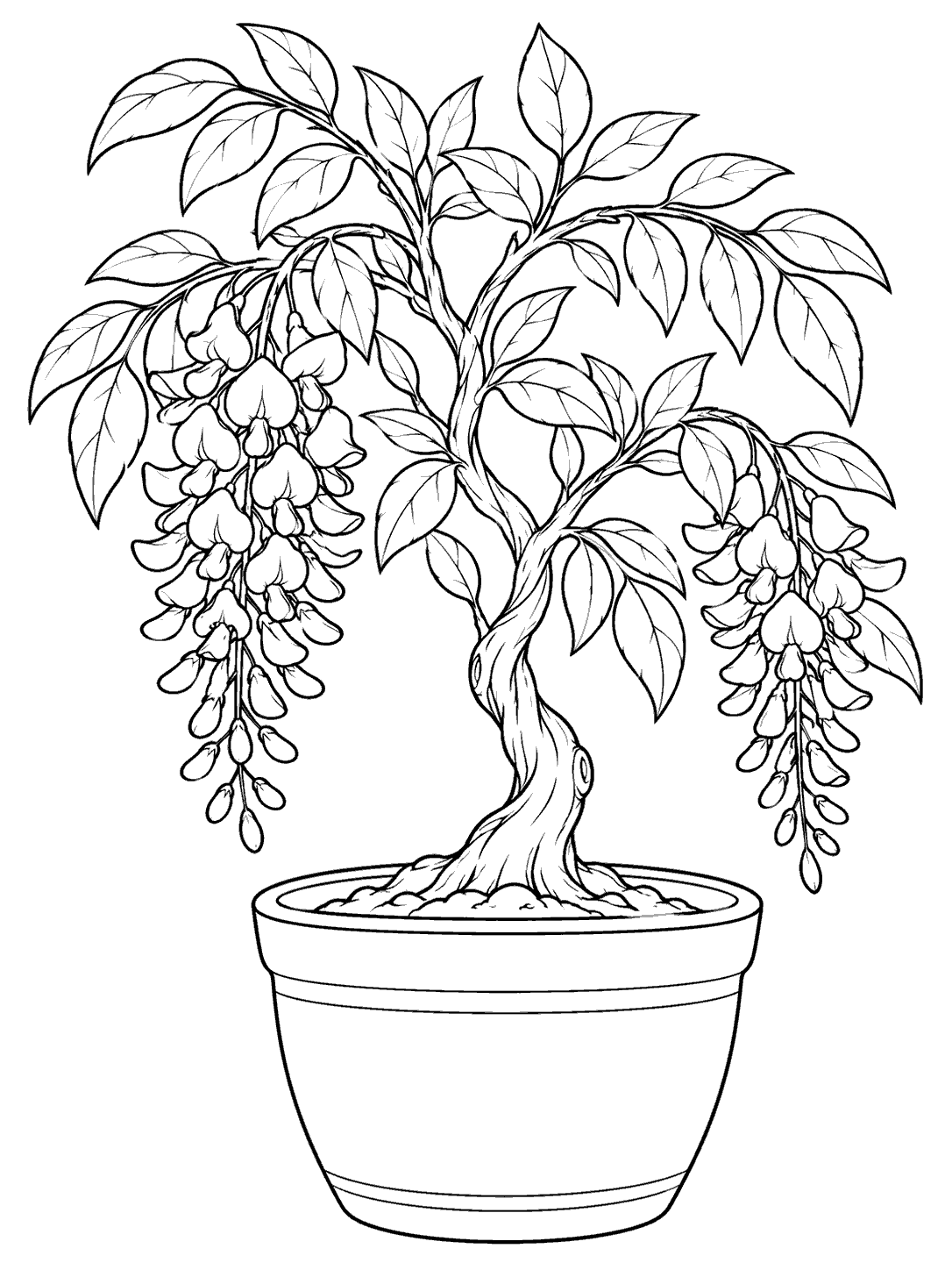 Black outline coloring page of a potted wisteria plant with a sturdy twisting trunk, broad leaves, and two hanging flower clusters.