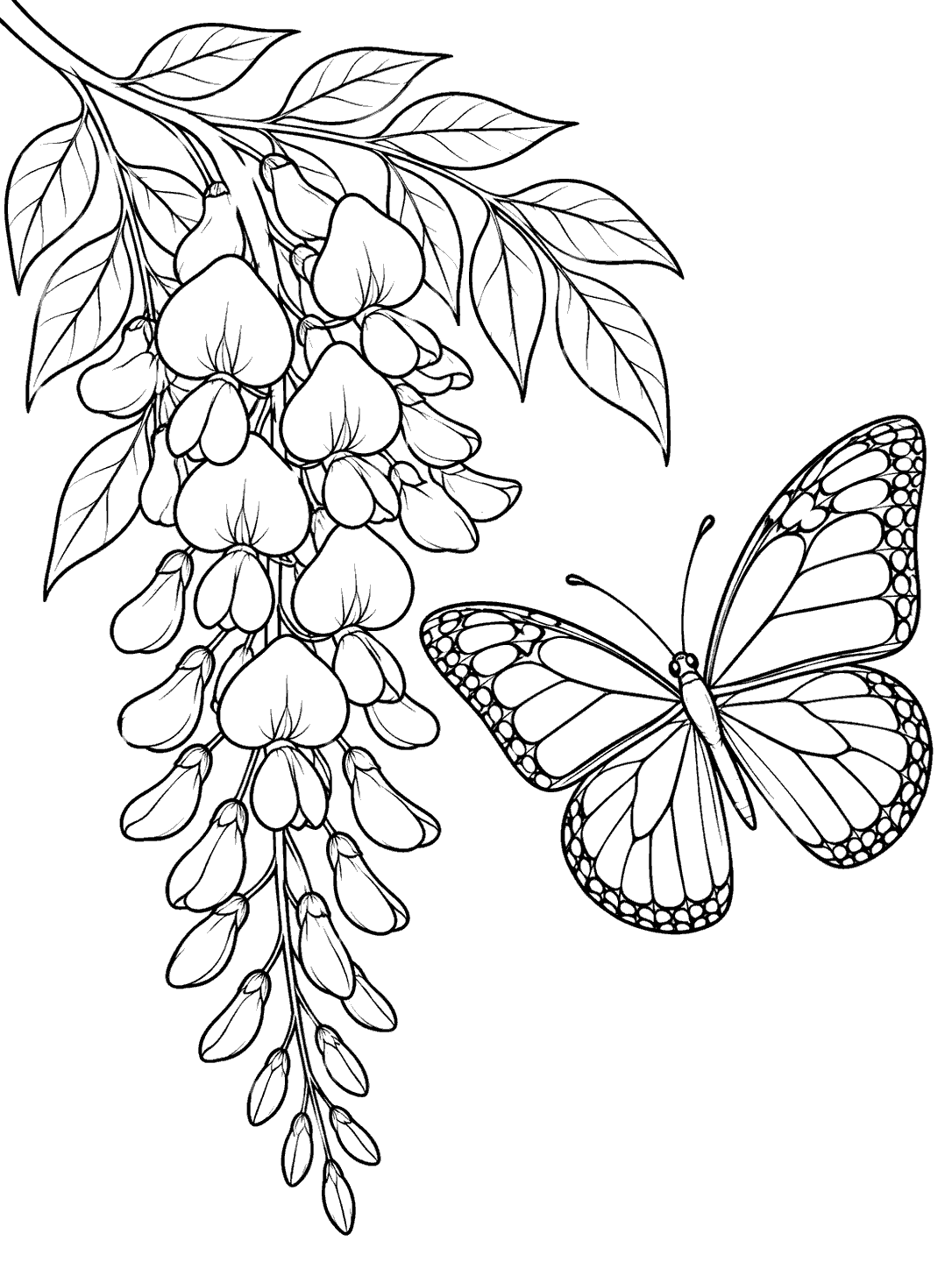Butterfly hovering beside a hanging wisteria cluster with leafy stem, in black-and-white coloring-page line art.