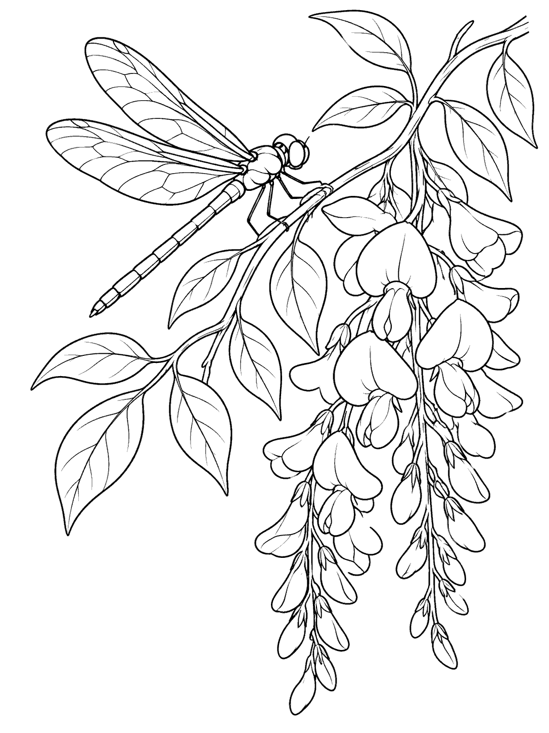 Black line art coloring page of a dragonfly with four open wings perched beside leafy wisteria and hanging blossoms.