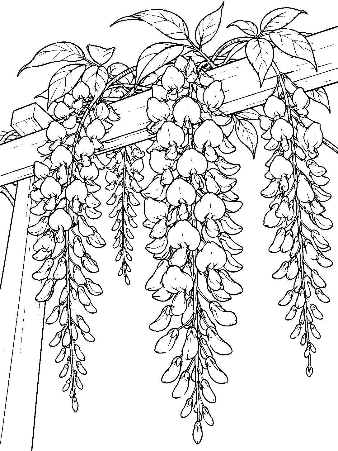 Black-and-white wisteria coloring page with broad leaves and long flower clusters draped over a pergola beam.