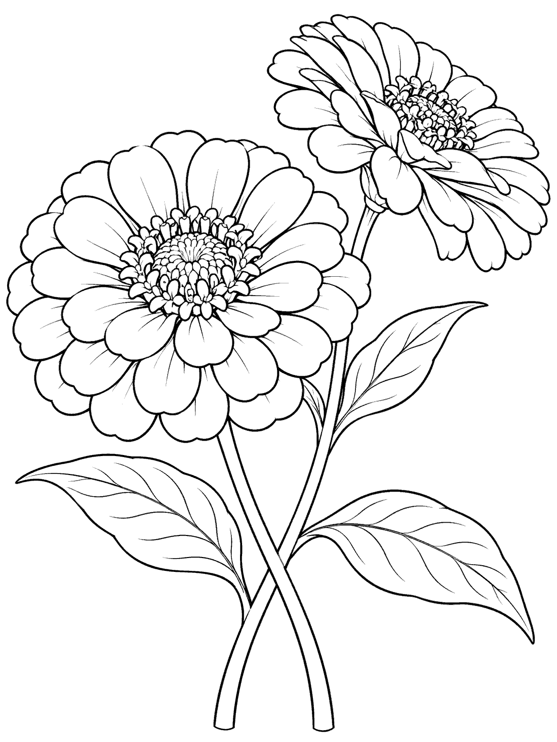 Printable black outline of two large zinnia flowers with leaves and crossing stems