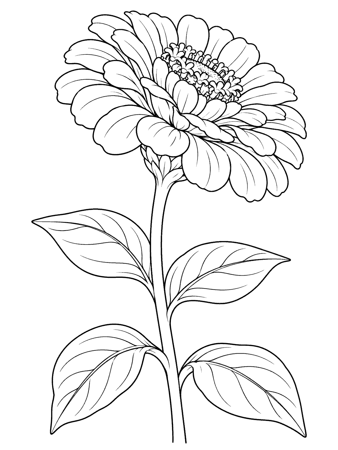 Black-and-white outline of a side-angled zinnia bloom atop a long upright stem with four broad leaves.